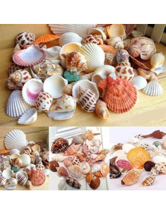 Coquillages Naturels Assortis